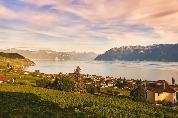 Vakkert Landskap Lavaux Vingårder Cully Sveits – stockfoto