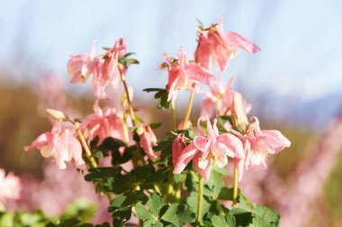 Yumuşak pembe Aquilegia Vulgaris çiçekleri ile doğa arka planı