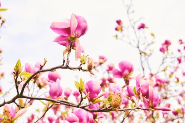 Manolya çiçek bahar zaman çiçek açması.