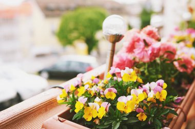 Balkon çitlerinde asılı kutularda büyüyen renkli çiçekler.
