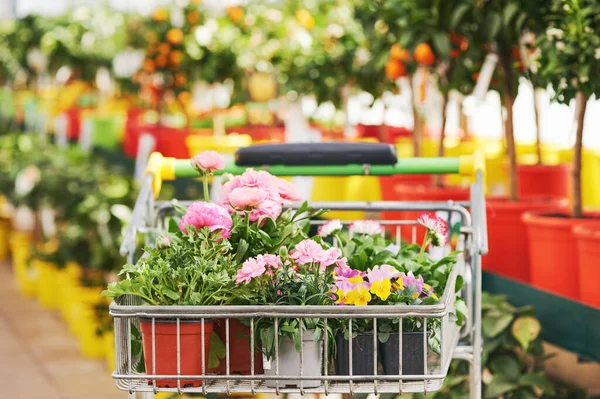 Caddy Mnoha Květinami Květináčích Nakupování Rostlin Zahradním Centru — Stock fotografie