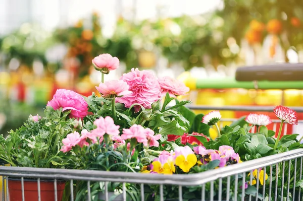 Caddy Mnoha Květinami Květináčích Nakupování Rostlin Zahradním Centru — Stock fotografie
