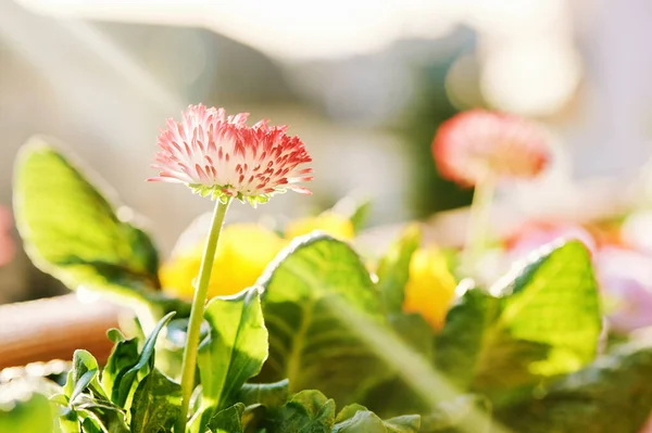 Zbliżenie Obraz Czerwono Białe Stokrotki Kwiaty Rosnące Garnku Tło Natury — Zdjęcie stockowe