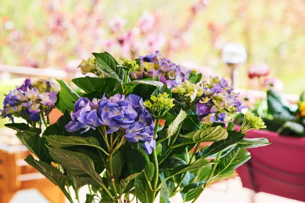 Mladé Hortenzie Květiny Rostoucí Květináči Balkóně — Stock fotografie