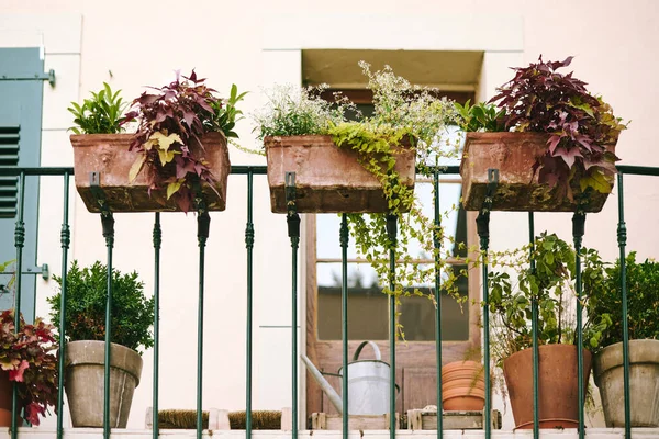Bir Sürü Saksı Bitkisi Olan Güzel Bir Balkon — Stok fotoğraf