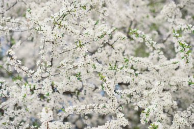 Çiçek açan pembe elma ya da kiraz çiçeklerinin doğa arka planı