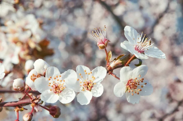 Çiçek Açan Pembe Elma Kiraz Çiçeklerinin Doğa Arka Planı — Stok fotoğraf