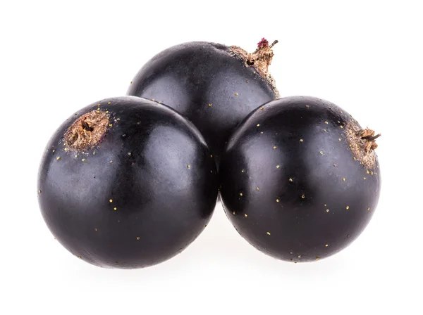 Schwarze Johannisbeere — Stockfoto