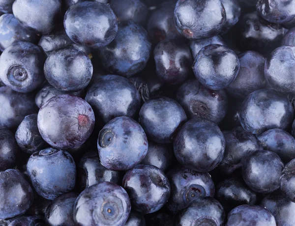 Blaubeeren Hintergrund — Stockfoto