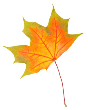 Sonbahar akçaağaç yaprağı