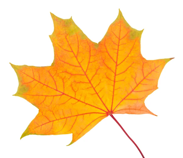 Autumn maple leaf — Stock Photo, Image