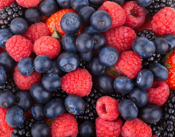 Forest berries background — Stock Photo, Image