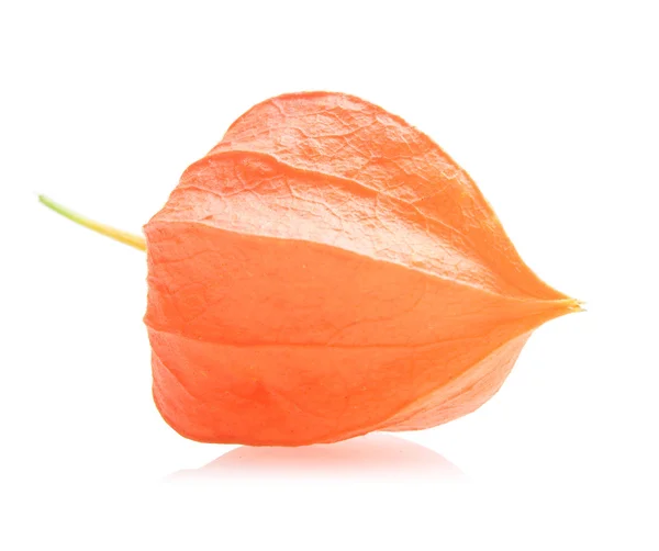 Physalis. — Foto de Stock