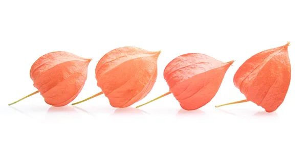 Physalis. — Foto de Stock