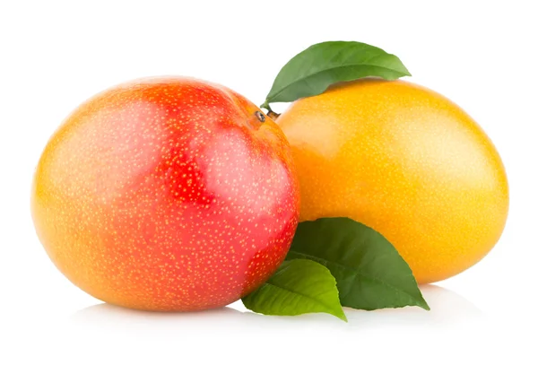 Mango frugter - Stock-foto