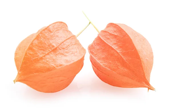 Physalis. — Foto de Stock