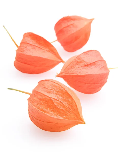 Physalis — Φωτογραφία Αρχείου