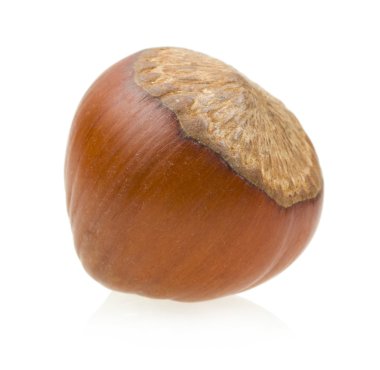 fındık
