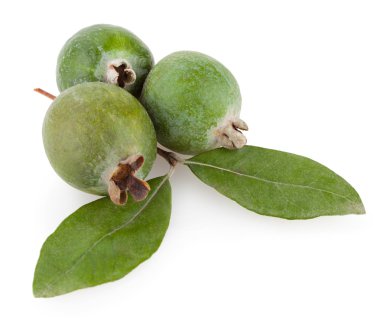 Fayjoa beyaz üzerine izole