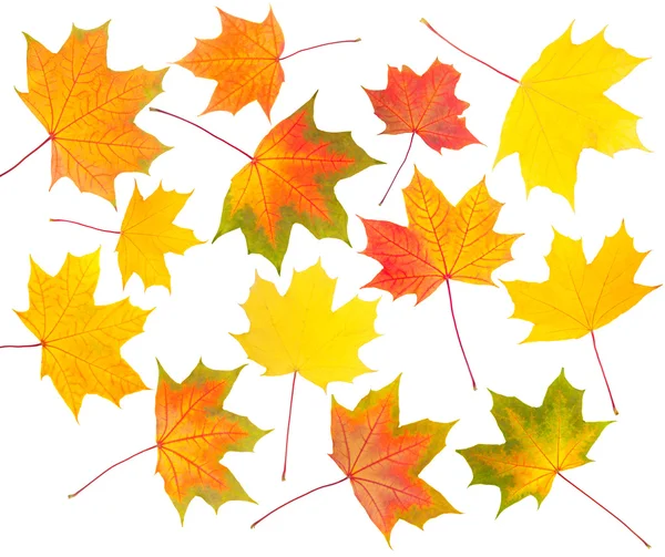 Collection of autumn maple leaves — Stock Photo, Image
