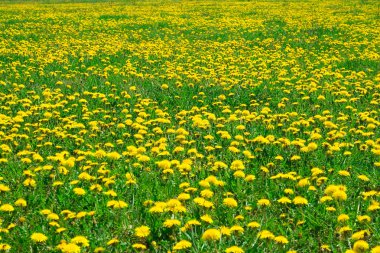 dandelions alanıyla