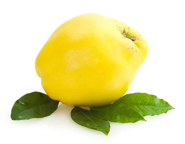 Quince — Stock Photo, Image