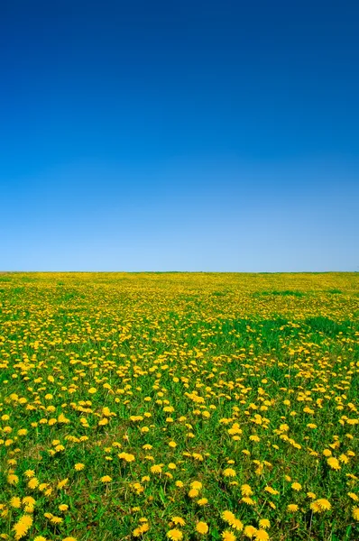 Field with dandelions — Stock Photo, Image