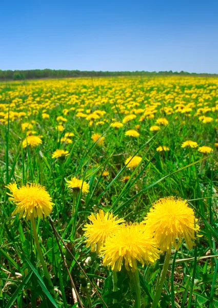 Field with dandelions — Stock Photo, Image