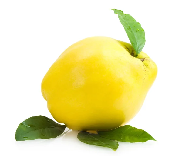 Quince — Stock Photo, Image
