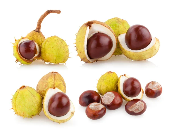 Collection of chestnuts — Stock Photo, Image