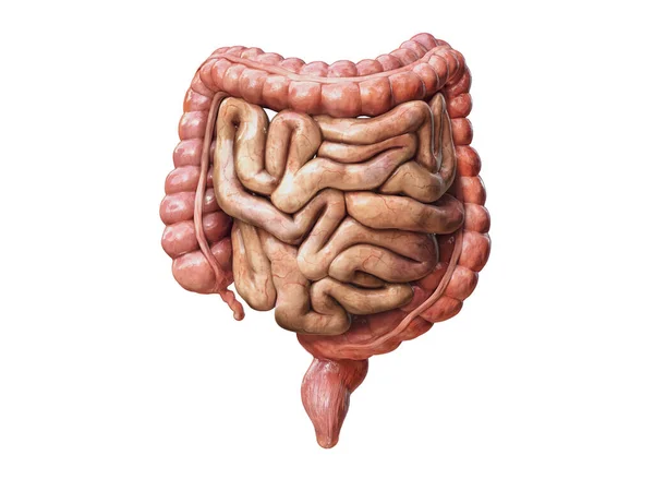 Intestino Grande Piccolo Isolato Bianco Anatomia Del Sistema Digestivo Umano — Foto Stock