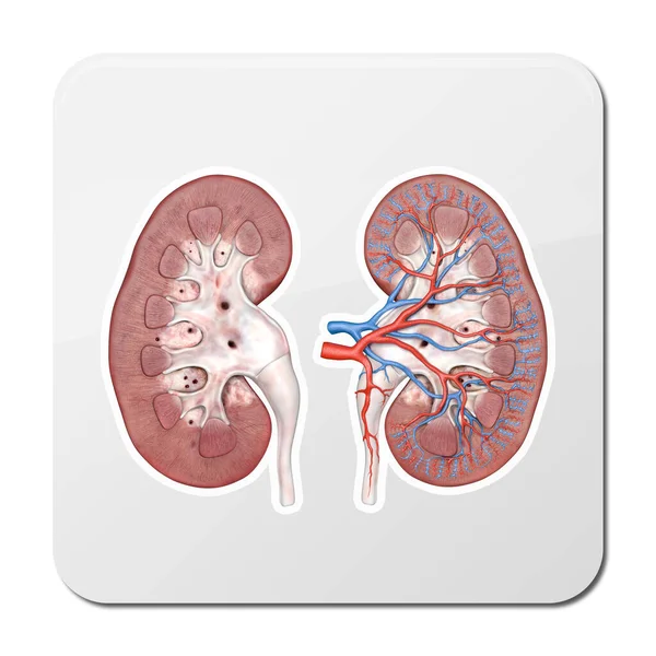 Human Kidney Cross Section Scientific Background Render Illustration — Stock Photo, Image