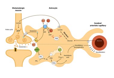 Beyin dolaşımı, astrositlerin oksijen ve enerji metabolizmasıyla ilişkisi, nöron, kan beyni, 2d grafik, illüstrasyon.