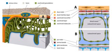 Beyni kaplayan koruyucu zarlar. Meninges: Dura mater, Arachnoid ve Pia mater. İnsan beyninin çapraz kesiti. Katmanlar. Eğitimsel, tıbbi, biyolojik, bilimsel usem 3d oluşturma diyagramı