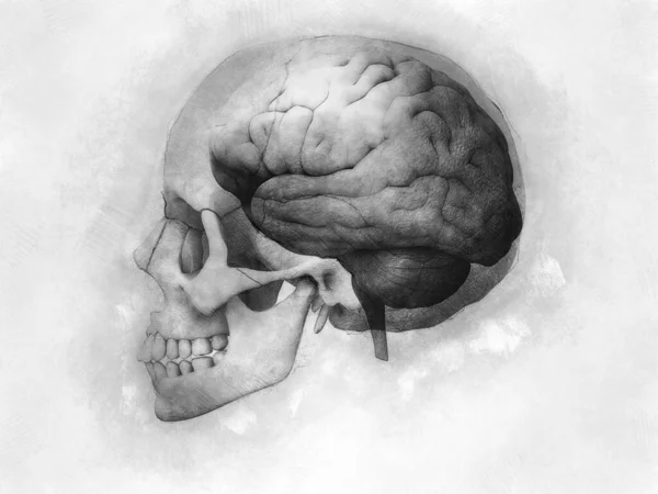 Male Skull Brain Showing Transparent Skull Render Illustration — Stock Photo, Image