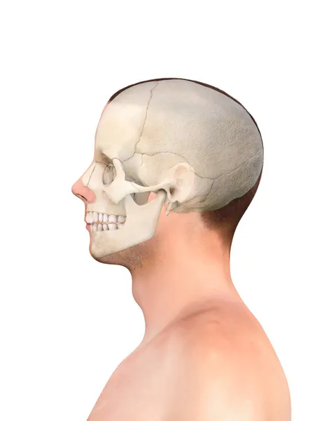 Profil Des Kopfes Des Menschen Mit Schädel Und Gehirn Rendering — Stockfoto