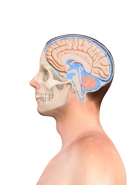 Diagram Som Illustrerar Cerebrospinalvätska Csf Hjärnans Centrala Nervsystem Skalle Hjärnstruktur — Stockfoto