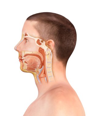 Burun ve boğaz anatomisi. İnsan organı yapısı. bademcik anatomisi, dişler, polipler, burun iltihabı, boğaz ağrısı, 3D görüntüleme, 2D grafik, illüstrasyon.