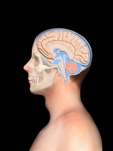 Diagram Som Illustrerar Cerebrospinalvätska Csf Hjärnans Centrala Nervsystem Skalle Hjärnstruktur — Stockfoto