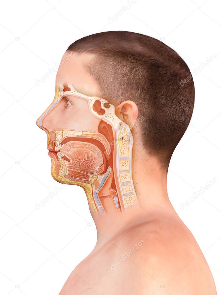 Anatomy of the nose and throat. Human organ structure. tonsil anatomy, teeth, polyps, rhinitis, sore throat, 3d render, 2d graphic, illustration
