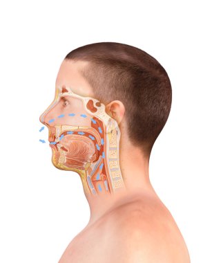 İnsan kafasının, gırtlağının, gırtlağının, burun deliğinin, dişlerinin 3 boyutlu gerçekçi çizimi. 3D canlandırma, nefes alma, burun anatomisi