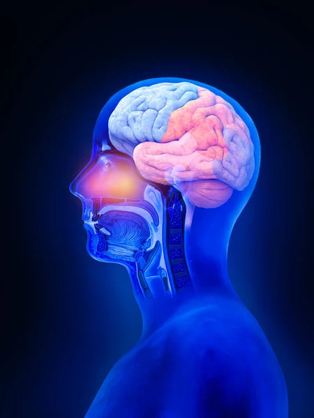 Anatomia Del Cervello Del Midollo Spinale Sezione Trasversale Lobi Cerebrali — Foto Stock