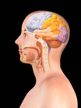 Beyin ve omurilik anatomisi - enine kesit, siyah arkaplan, üç boyutlu çizim, illüstrasyon