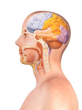 Beyin ve omurilik anatomisi - enine kesit, siyah arkaplan, üç boyutlu çizim, illüstrasyon