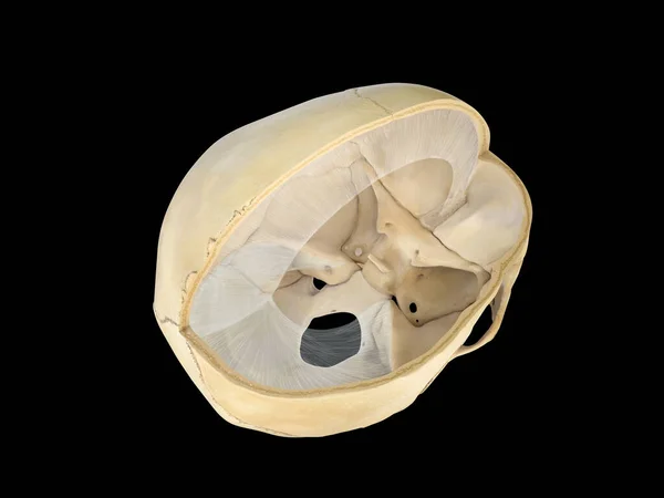 Vista Trasversale Del Cranio Umano Sfondo Bianco Rendering Illustrazione Falx — Foto Stock