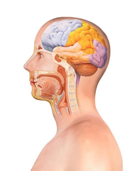 Анатомия Мозга Спинного Мозга Поперечное Сечение Черный Фон Рендеринг Иллюстрация — стоковое фото