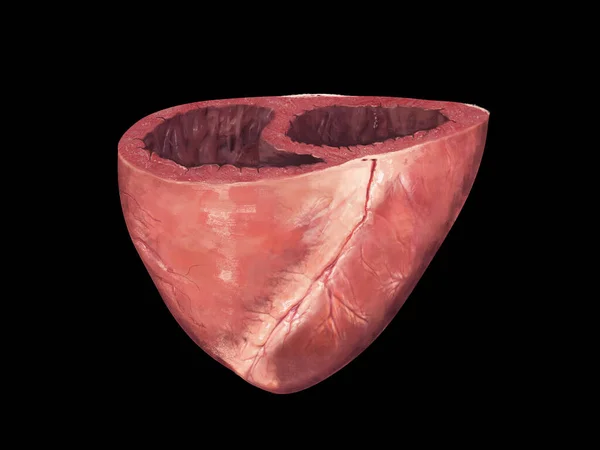 Human heart, cross section, Left and Right Ventricle, Heart ventricles, 3d render, illustration