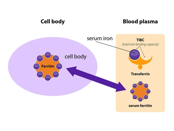 フェリチンは人類の主要な鉄貯蔵タンパク質である 血清フェリチンは体内に存在する鉄の量と相関しています 漫画モデル 転写二次グラフィック — ストック写真