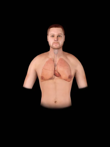 Sistema Respiratorio Umano Polmoni Alveoli Diagramma Medico Anatomia Dell Acceleratore — Foto Stock