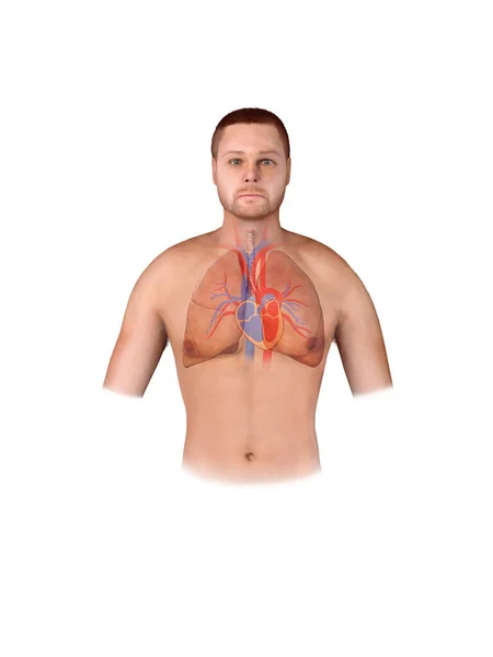 心臓だ 現代医学のインフォグラフィック 人体内の臓器 人の解剖学 3Dレンダリング 白い背景 — ストック写真